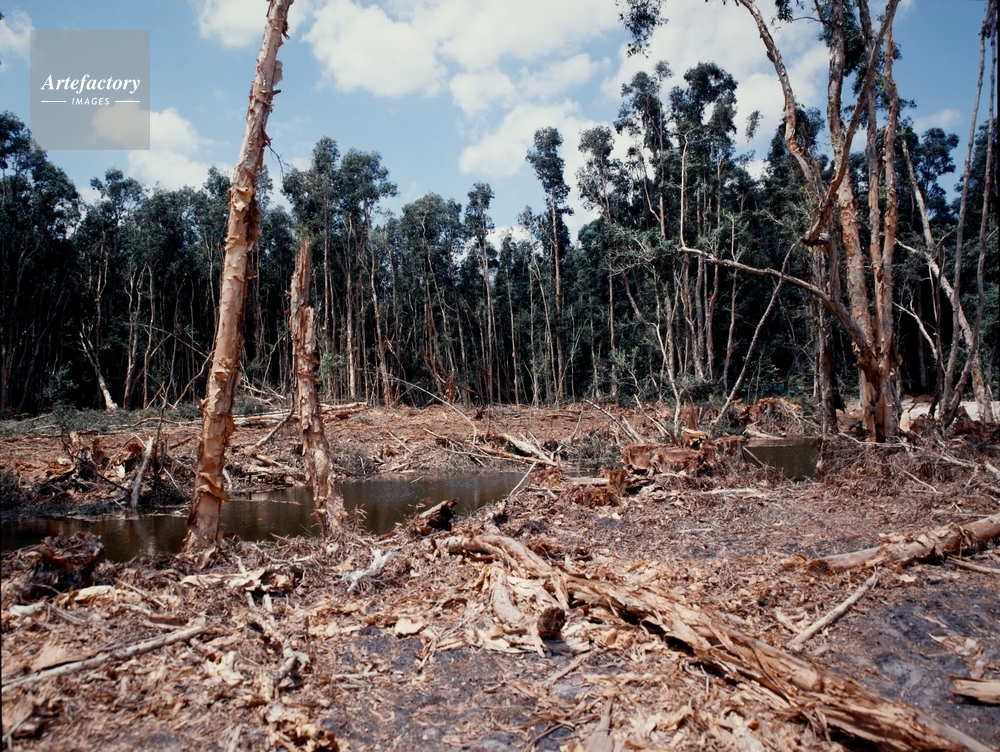 セラードの森林伐採はここ数カ月で16.5％増加し、科学者らを懸念している