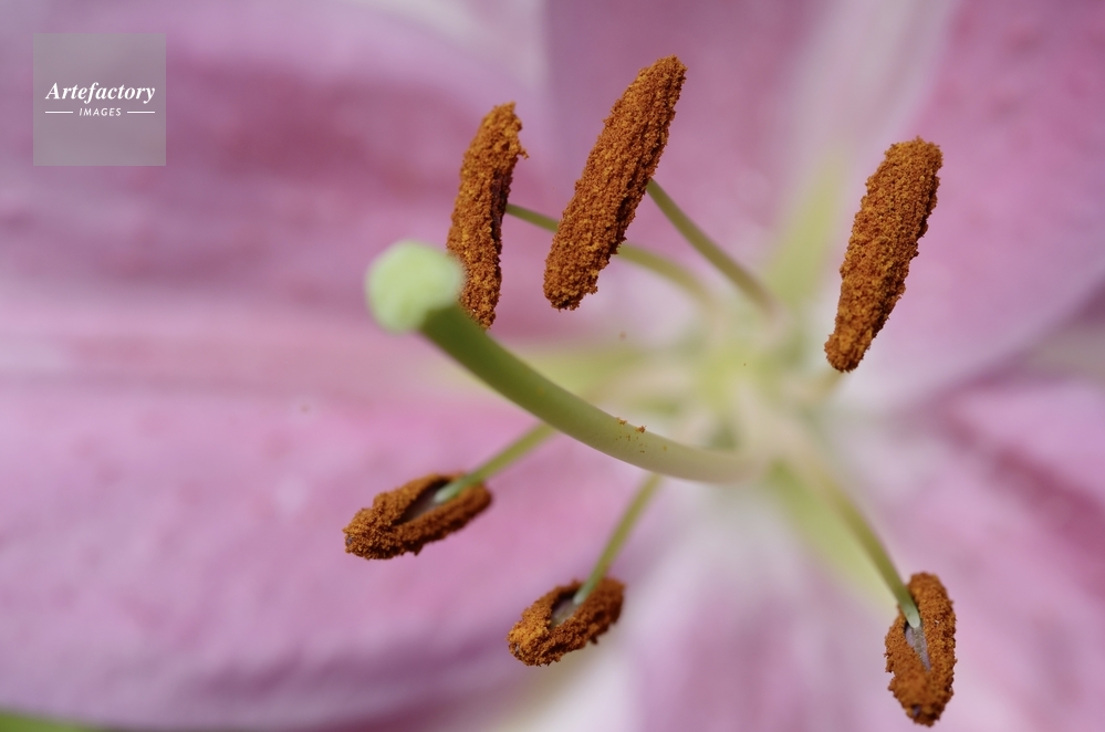 ユリの雄しべの花粉