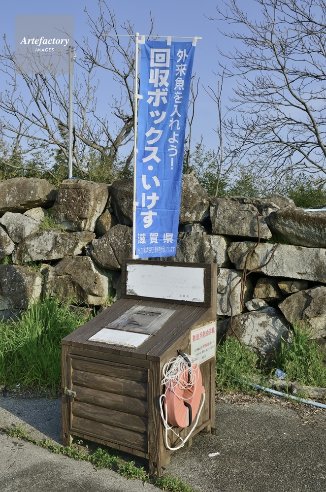 琵琶湖の外来魚回収ボックス