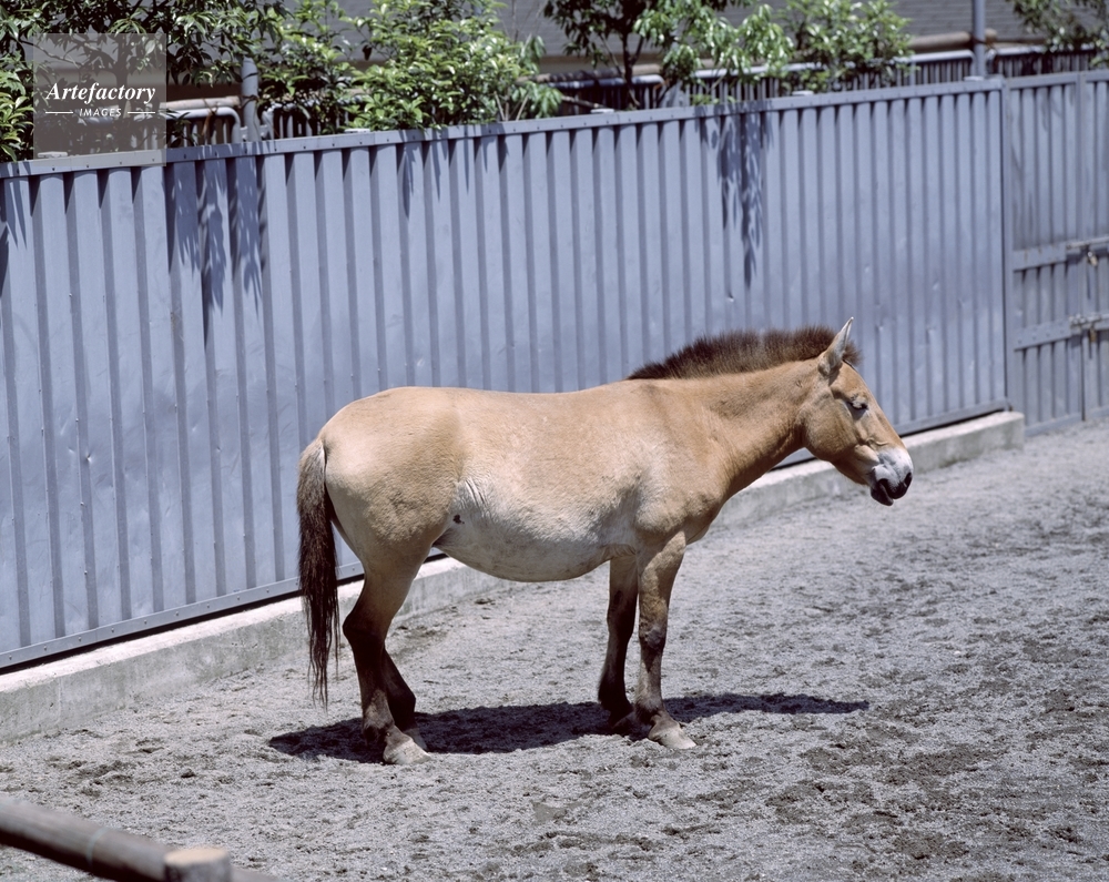 モウコノウマ