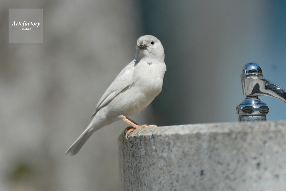 スズメ アルビノ 白化個体