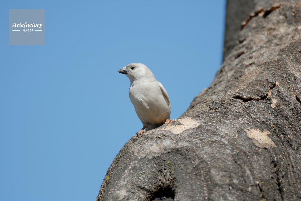 スズメ アルビノ 白化個体