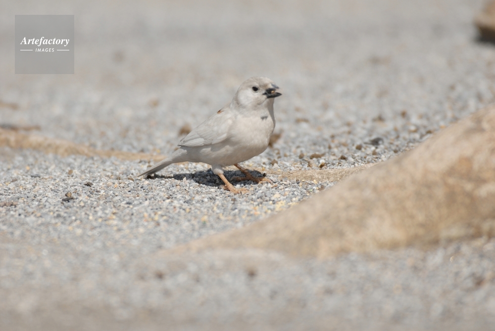 スズメ アルビノ 白化個体