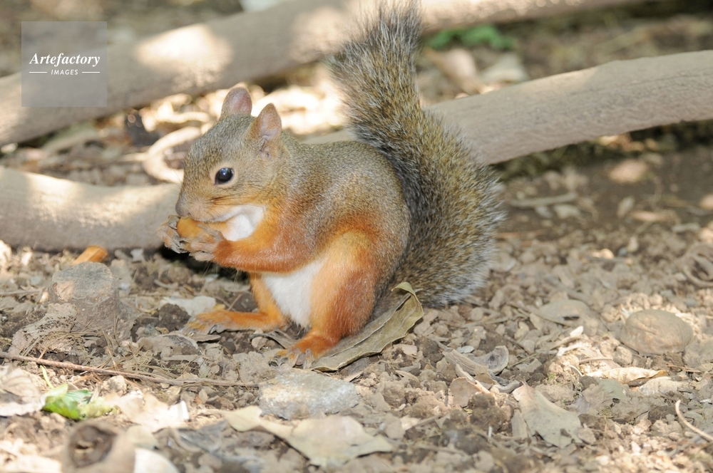 ホンドリス ドングリを食べる
