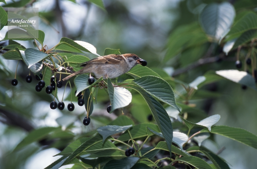 スズメ ソメイヨシノの実を食べる