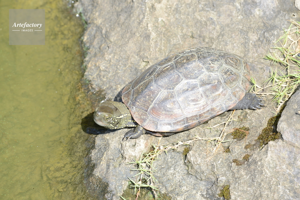 クサガメ