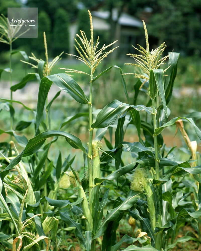 トウモロコシ 雄花と雌花