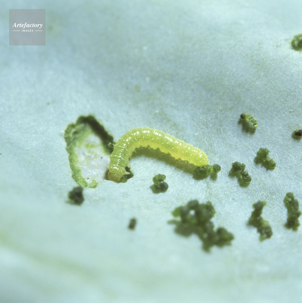 モンシロチョウ1令幼虫