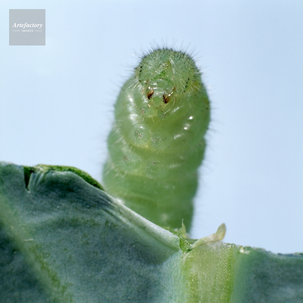 モンシロチョウの幼虫の口