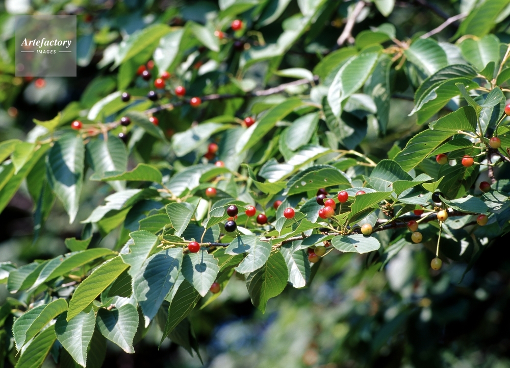 ソメイヨシノの実 ソメイヨシノの実