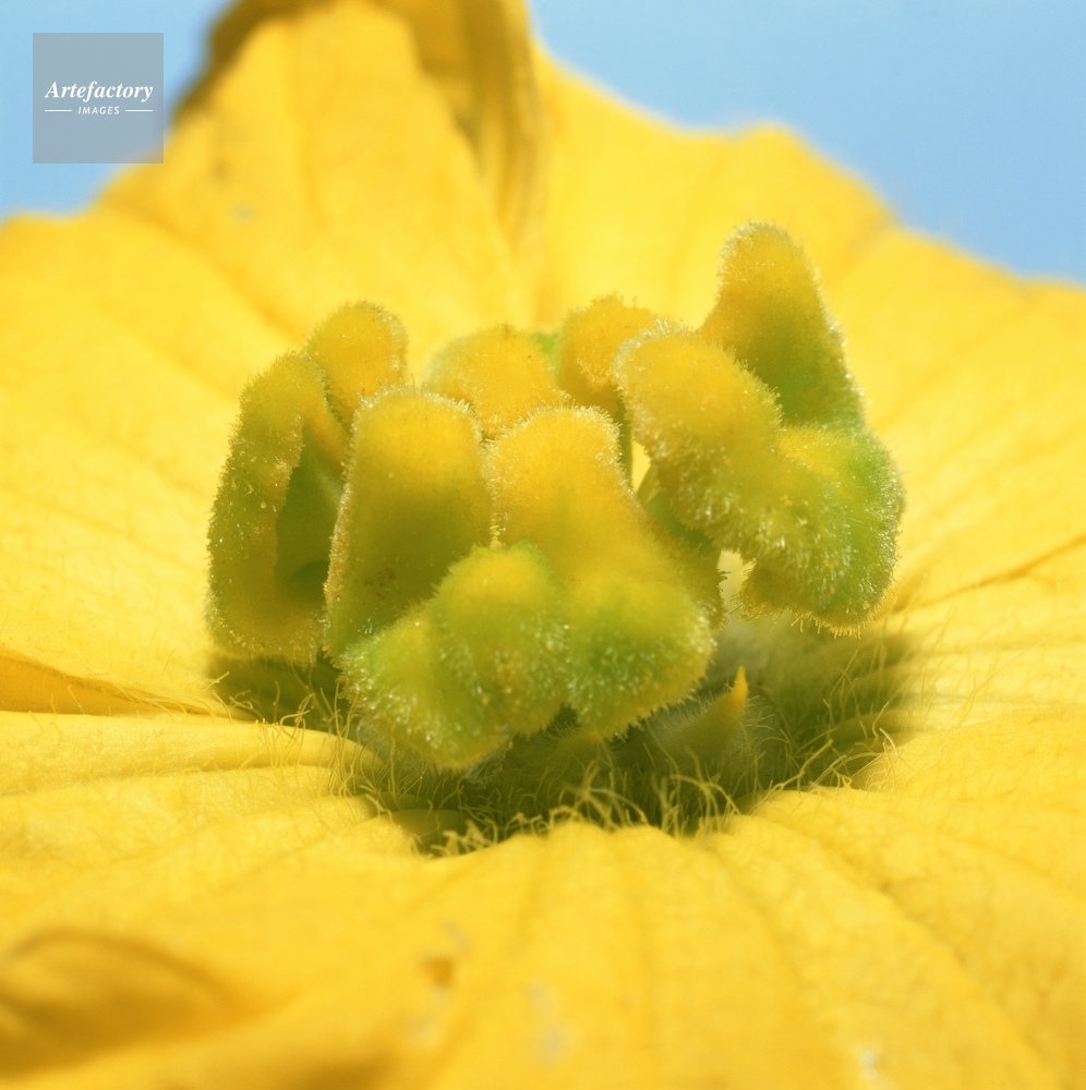 ヘチマの雌花 めしべの柱頭 ヘチマの雌花 めしべの柱頭