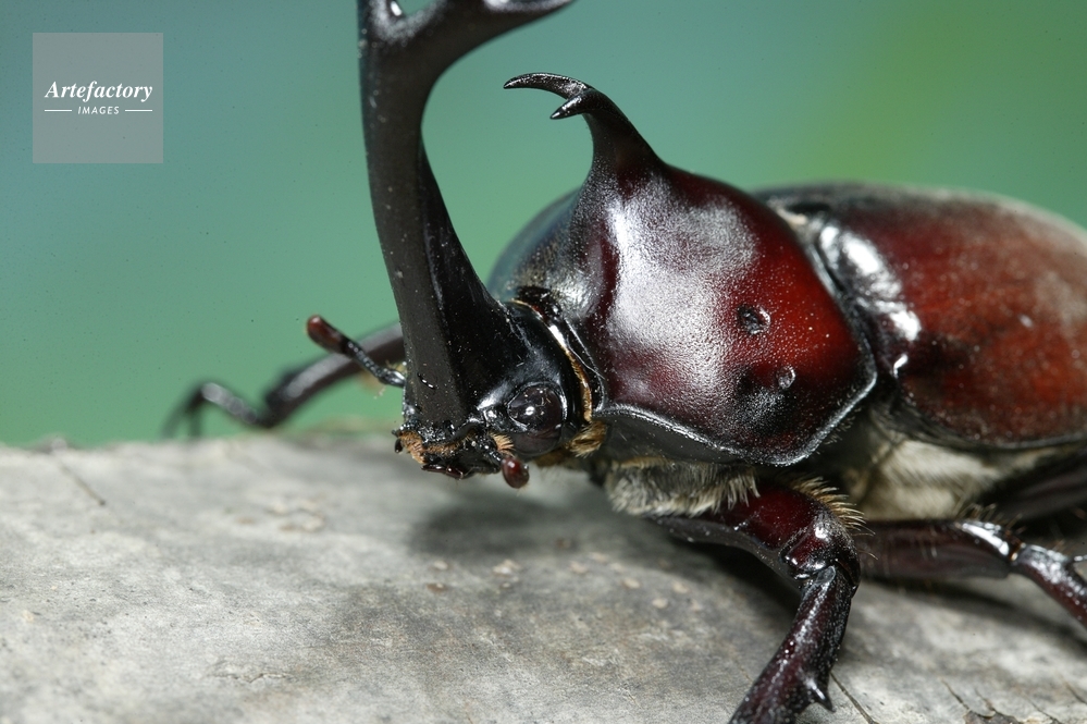 カブトムシ 顔 カブトムシ 顔
