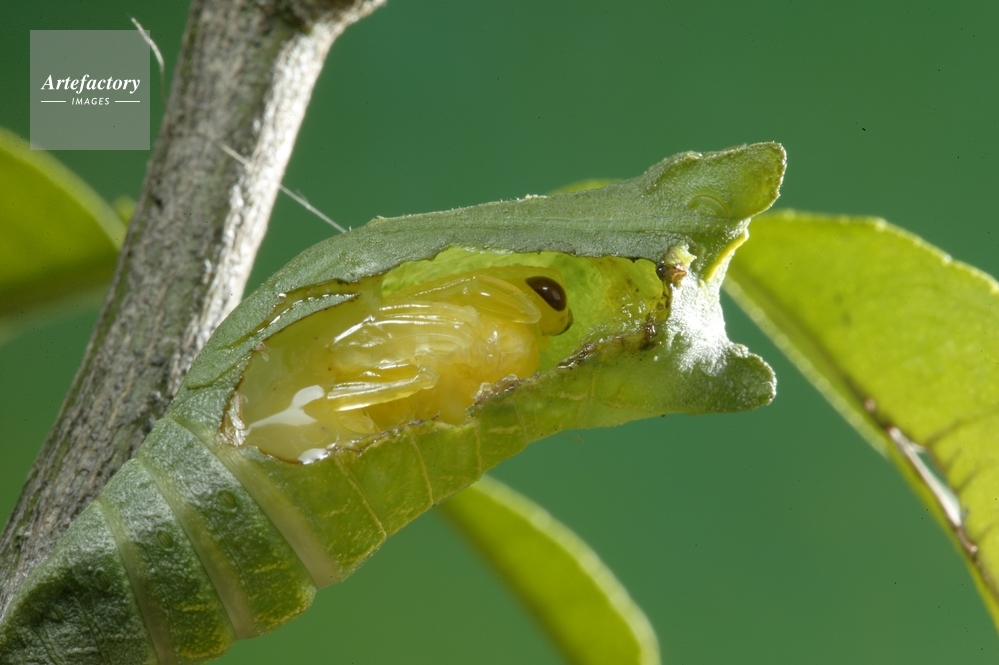 昆虫　MANIAC アゲハ幼虫 サナギ　アゲハヒメバチ　リバーシブル　蚕　かいこ 昆虫 MANIAC アゲハ幼虫 サナギ アゲハヒメバチ リバーシブル 蚕