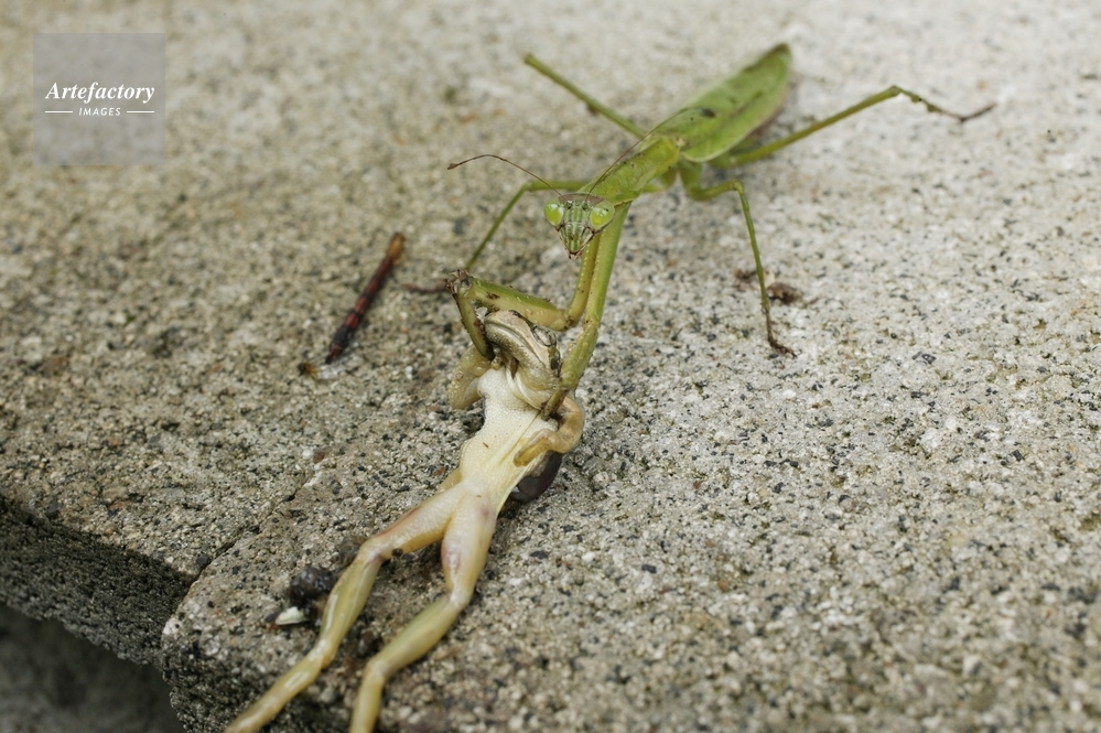 オオカマキリ（メス）