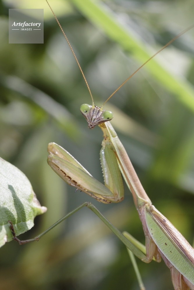 オオカマキリ顔