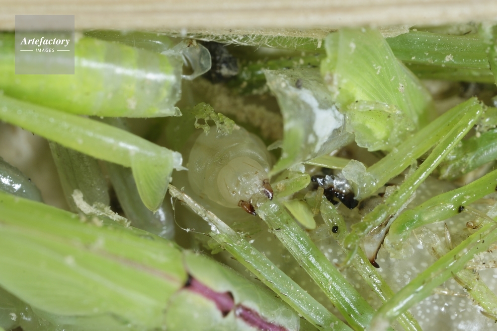 コクロアナバチ幼虫