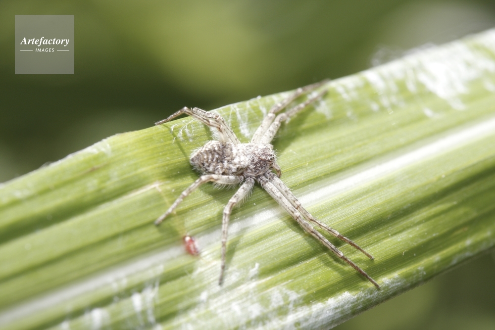カニグモの一種