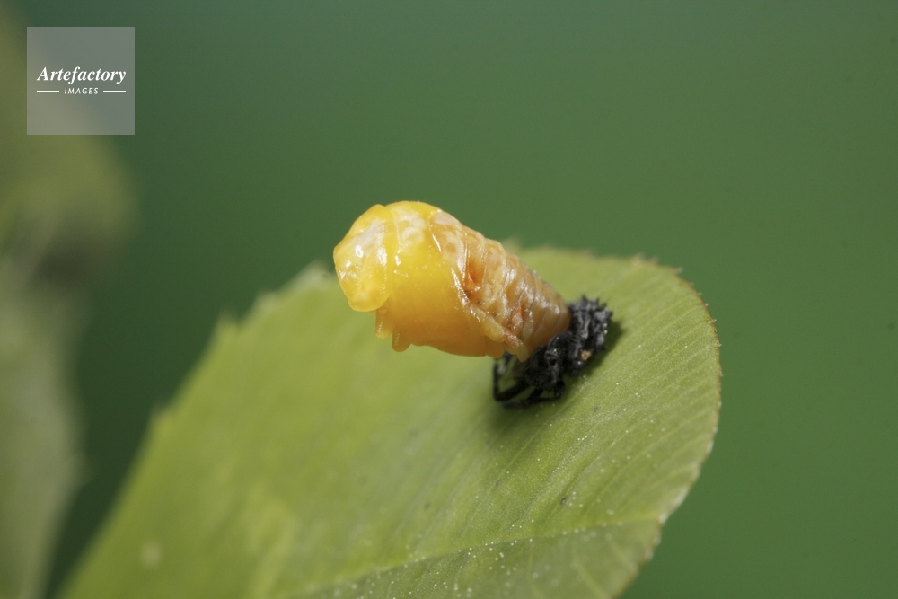 ナナホシテントウ蛹化