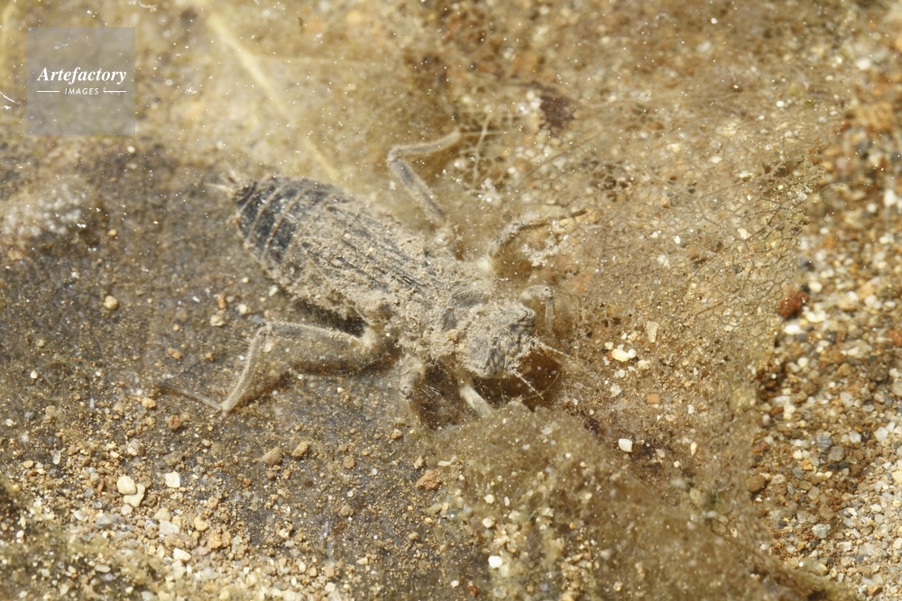 シオカラトンボやご シオカラトンボやご