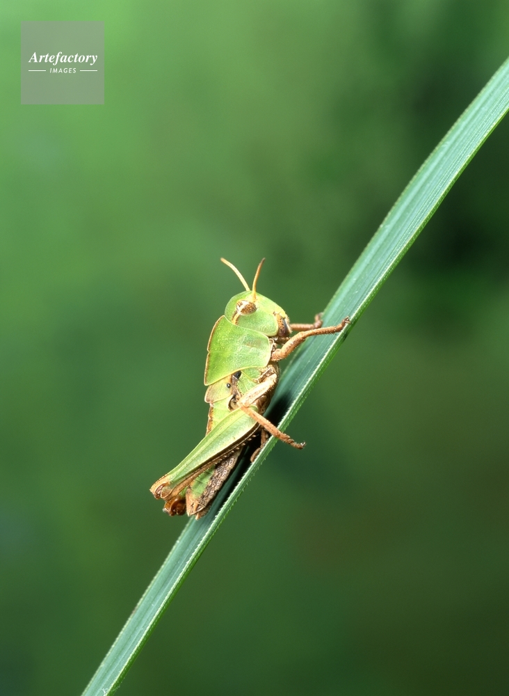 トノサマバッタ・幼虫