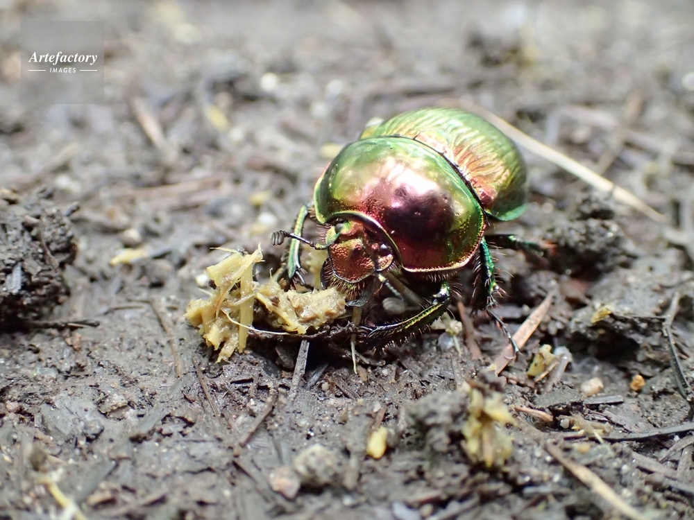 センチコガネ 馬糞を食う
