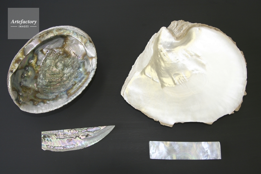 螺鈿細工 素材（左）アワビ（右）シロチョウガイ