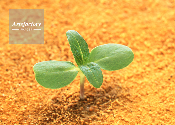 ヒマワリ 成長過程