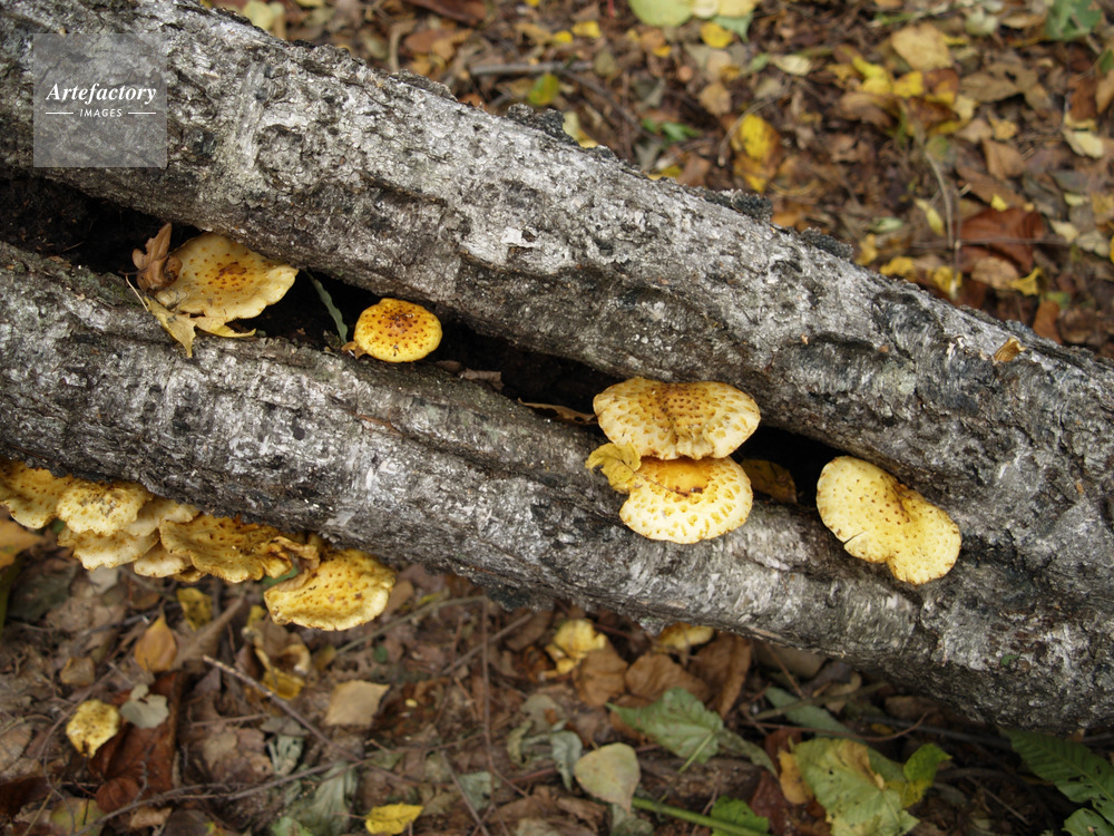 ヌメリスギタケモドキ