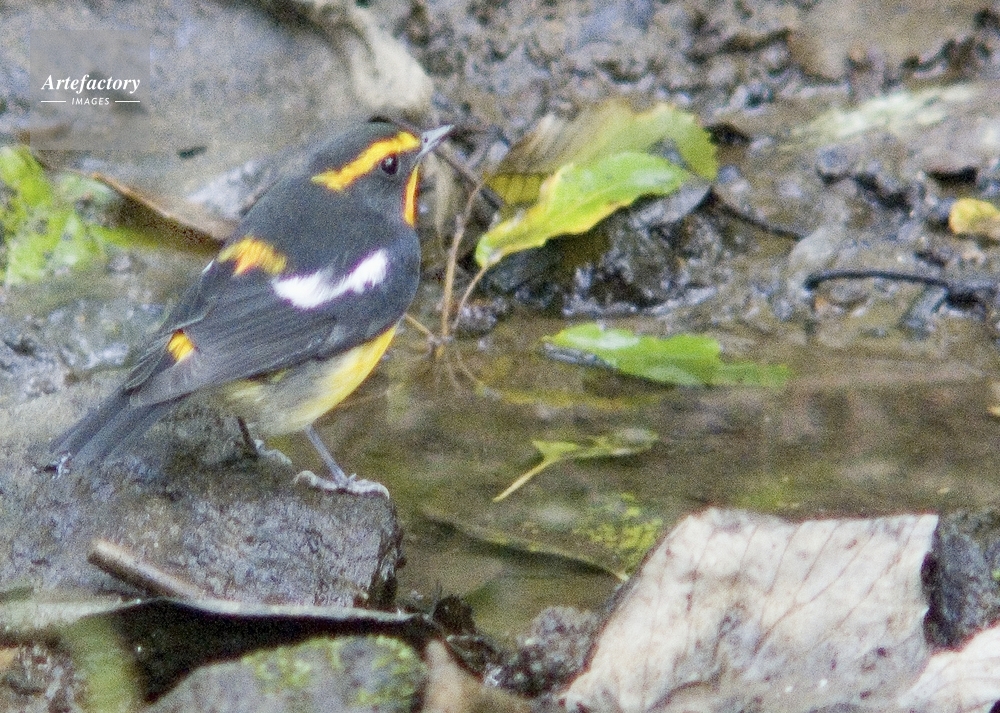 キビタキ オス