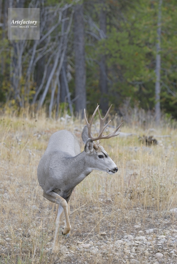 ミュールジカ Mule Deer 雄