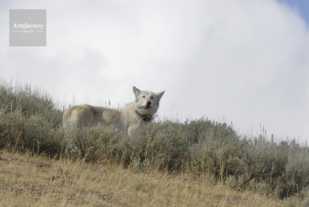 オオカミ Gray Wolf