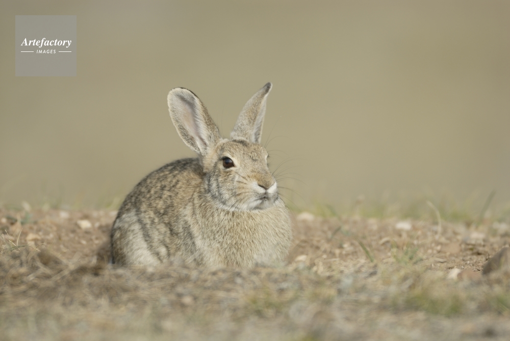 ワタオウサギ Cottontail