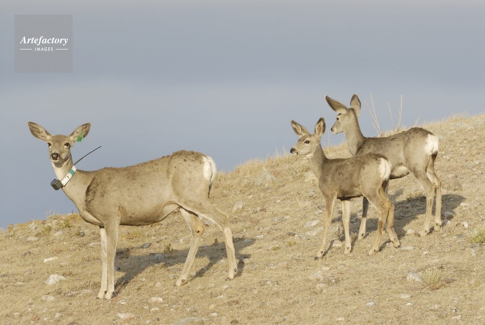 ミュールジカ Mule Deer ミュールジカ Mule Deer
