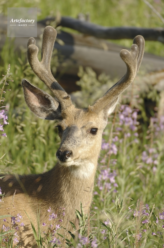ミュールジカの雄 Mule Deer
