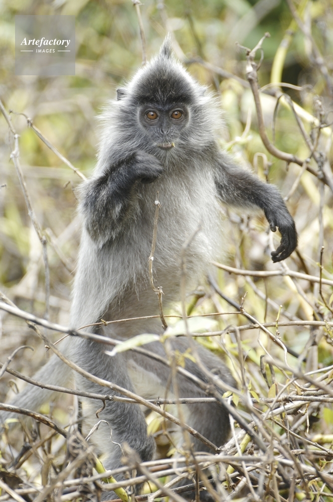 シルバーリーフモンキー Silver leaf monkey