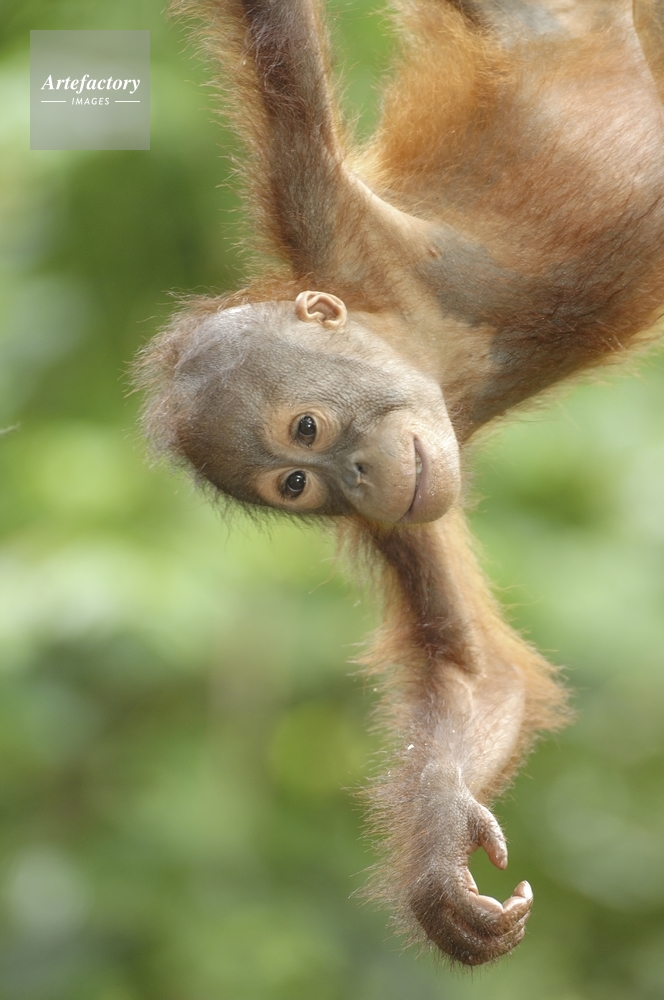 オラウータン 子供 Orangutan