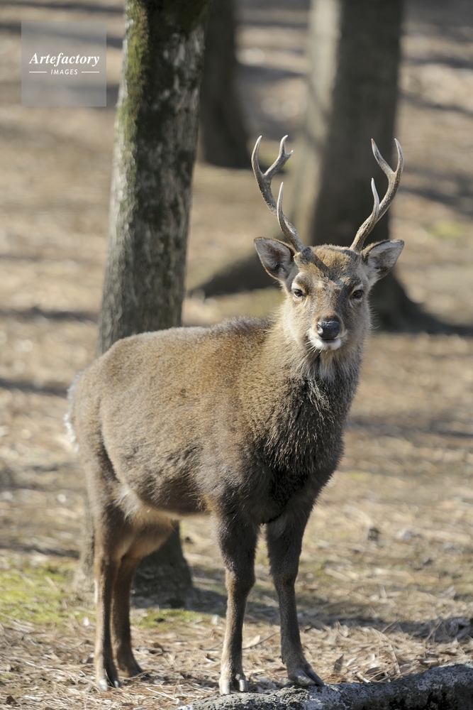 シカ（ヤクシカ、ニホンジカ） Sika Deer