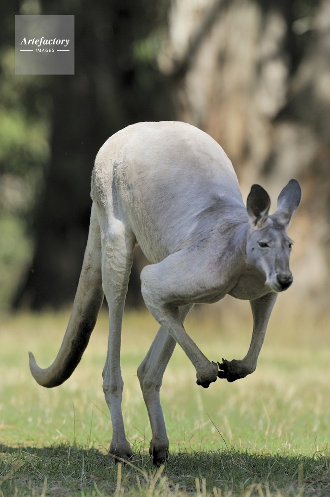 カンガルー（アカカンガルー）跳躍 Red kangaroo