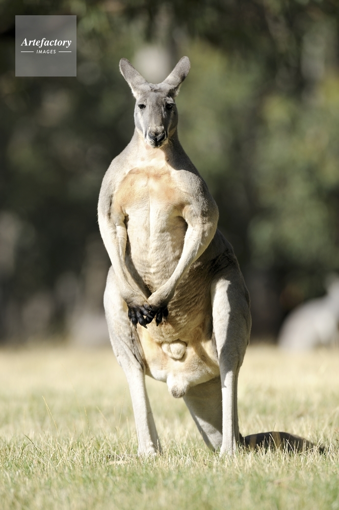 カンガルー（アカカンガルー） Red kangaroo