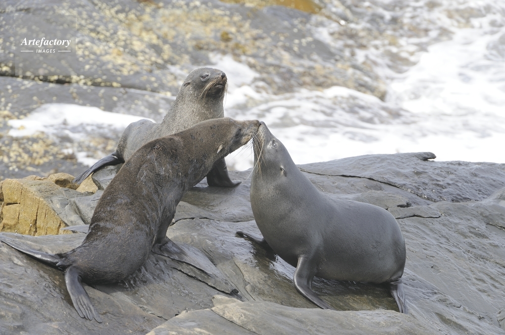 オットセイ（ニュージーランドオットセイ） New Zealand fur seal