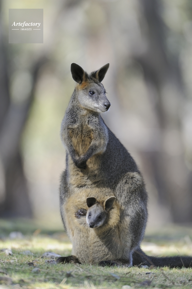 ワラビー オグロワラビー 親子 Swamp Wallaby