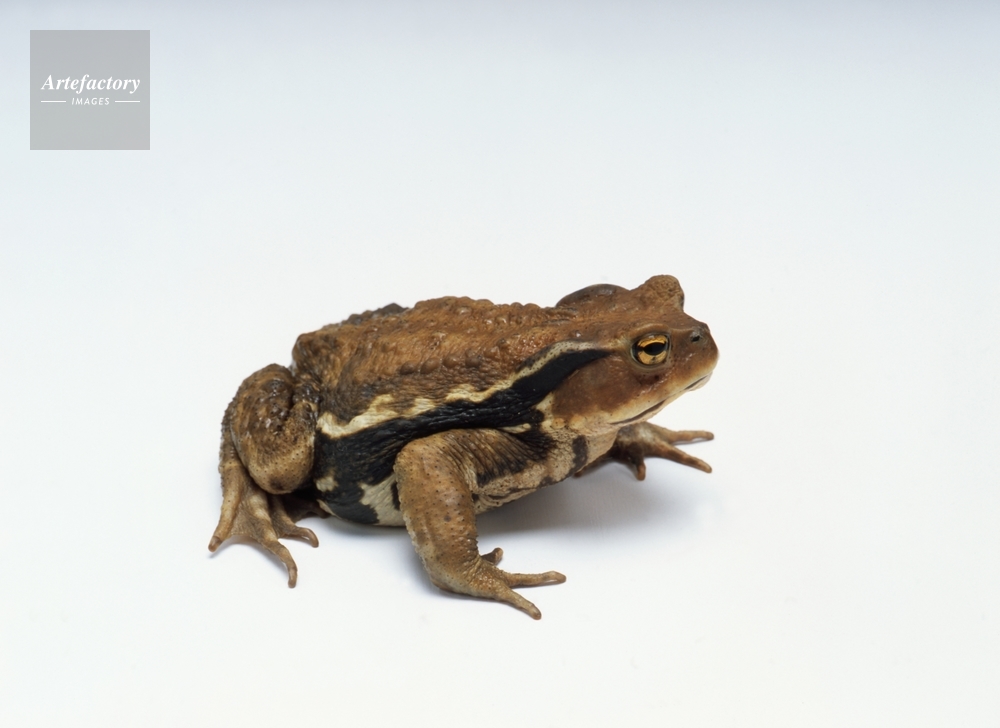 ヒキガエル(Bufo japonicus formosus)