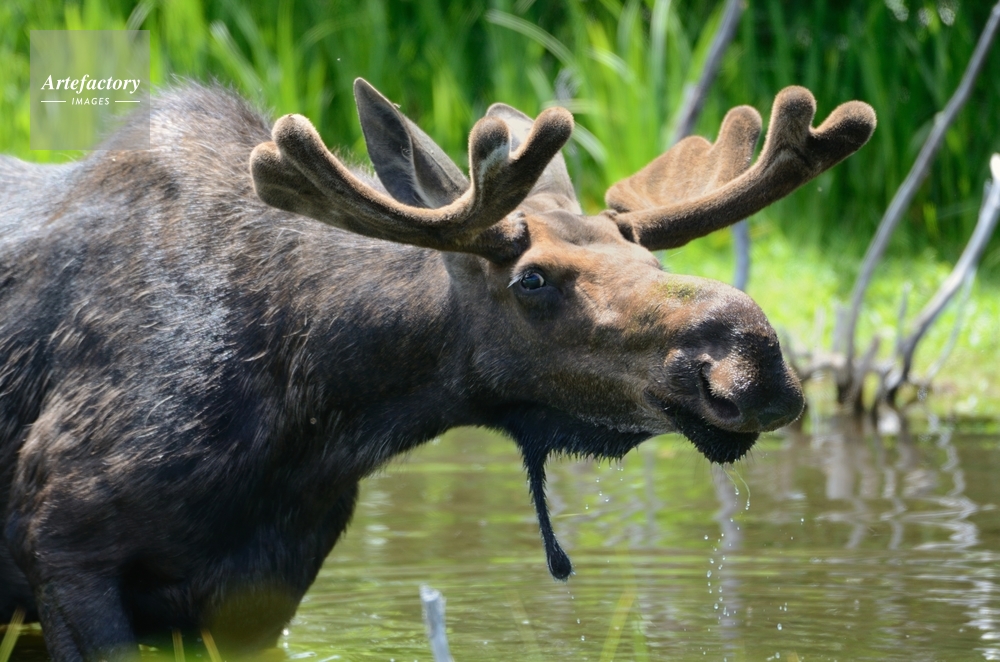 ヘラジカの子供 Moose