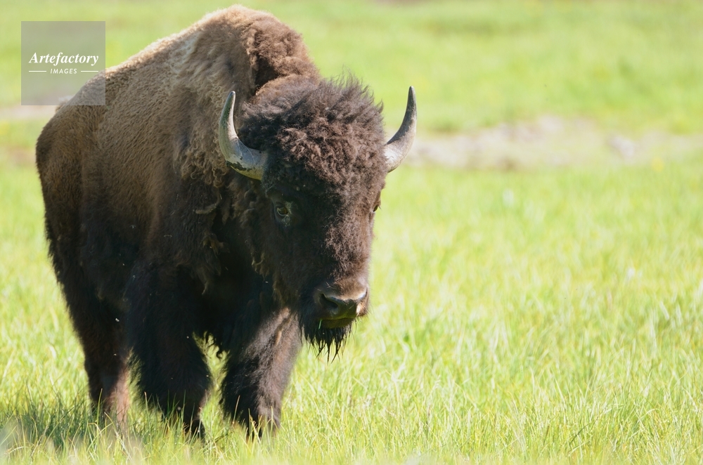 アメリカバイソン American bison
