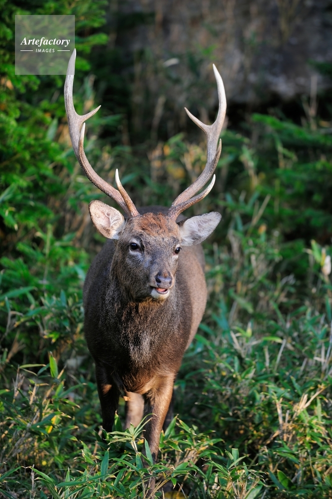 エゾシカのオス Hokkaido Sika Deer