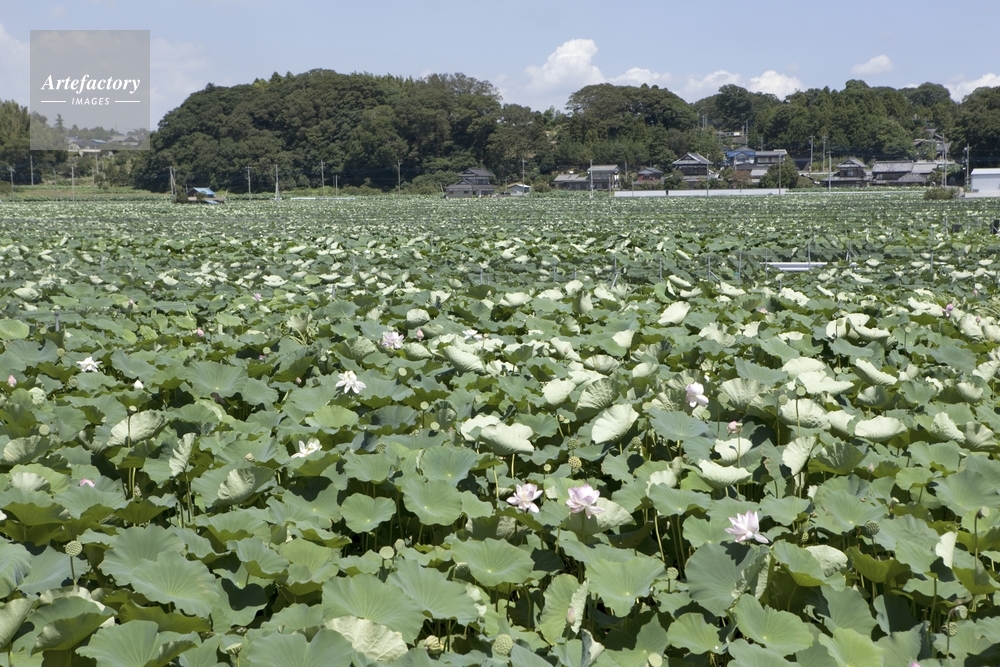 夏のレンコン畑
