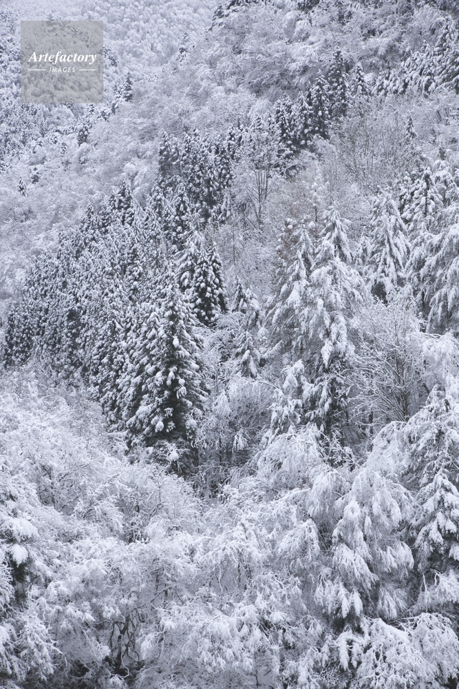雪の林