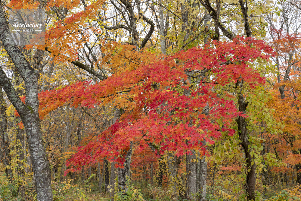 モミジの紅葉