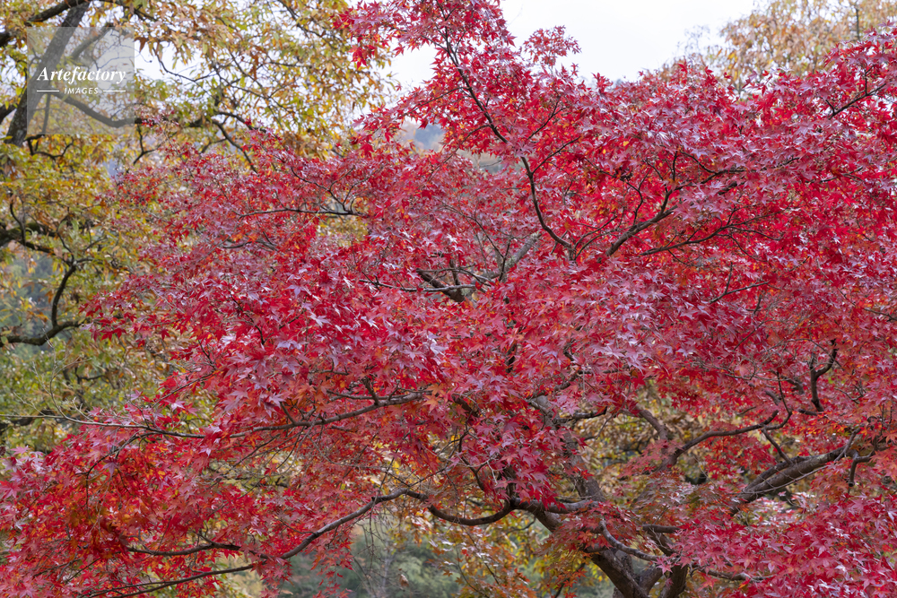 モミジの紅葉