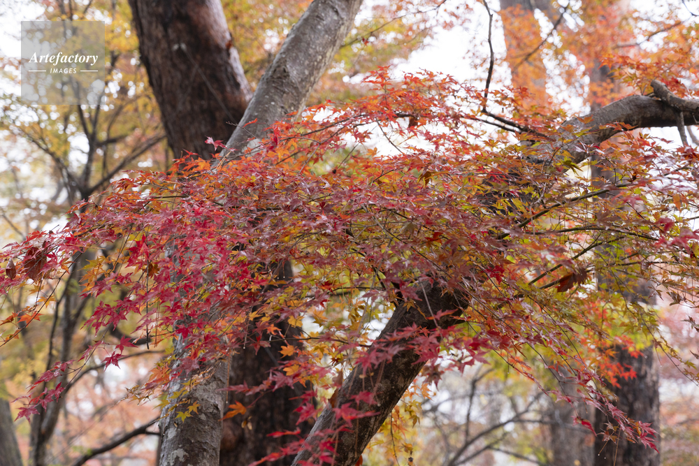 モミジの紅葉